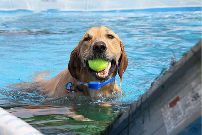 Rechargeable Remote Control Dog Training Rechargeable Bark Stopper