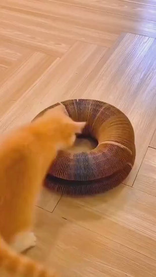1.mp4